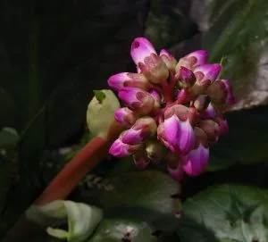 How to Grow Bergenia (Elephant’s Ears)