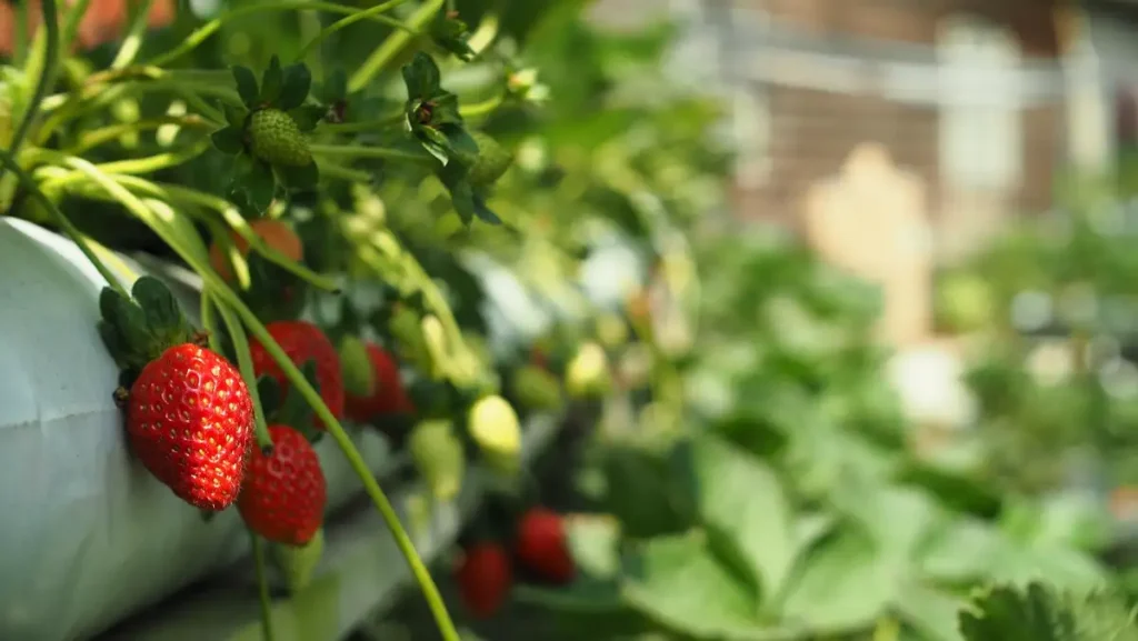 Berries — Gardening Guider