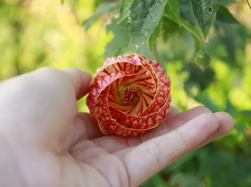 Flowering maple seeds — red-veined orange flowering maple bloom held in an open hand