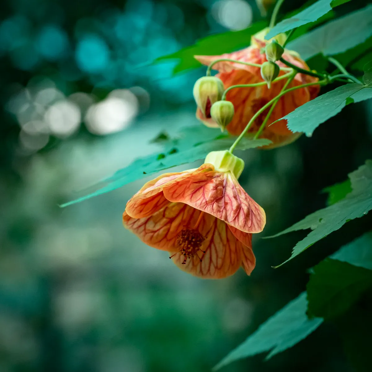 Hanging orange Abutilon flowering maple lantern flowers with buds