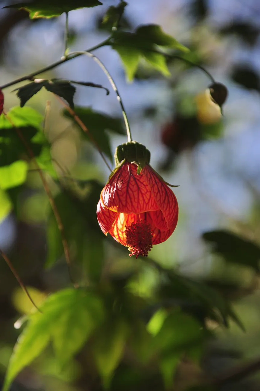 Backlit red Abutilon flowering maple lantern flower against the sky