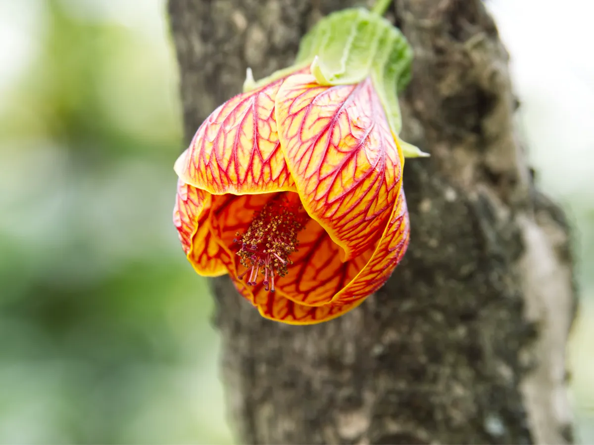 Orange and yellow redvein Abutilon flower showing its central column
