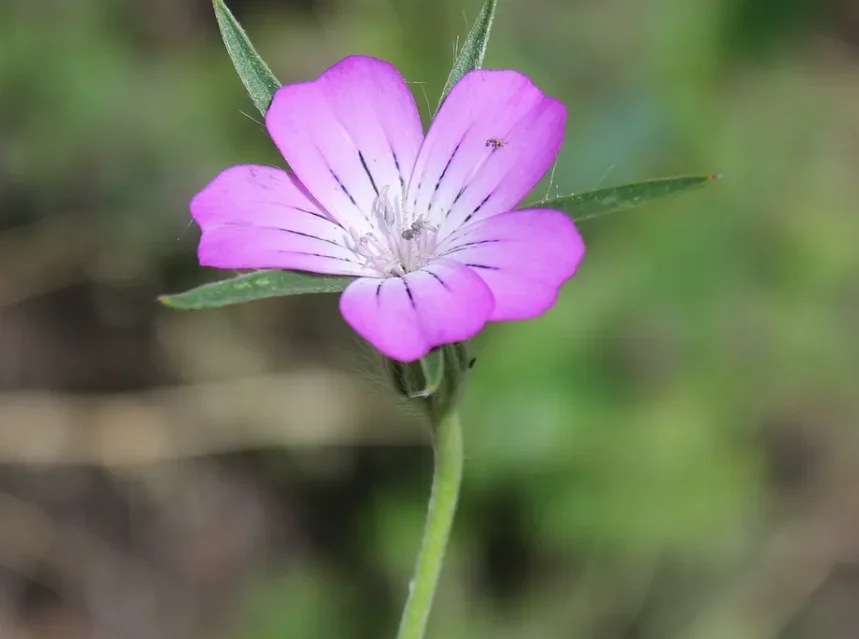 Agrostemma seeds — single pink corncockle flower with dark radiating pencil lines on a slender stem