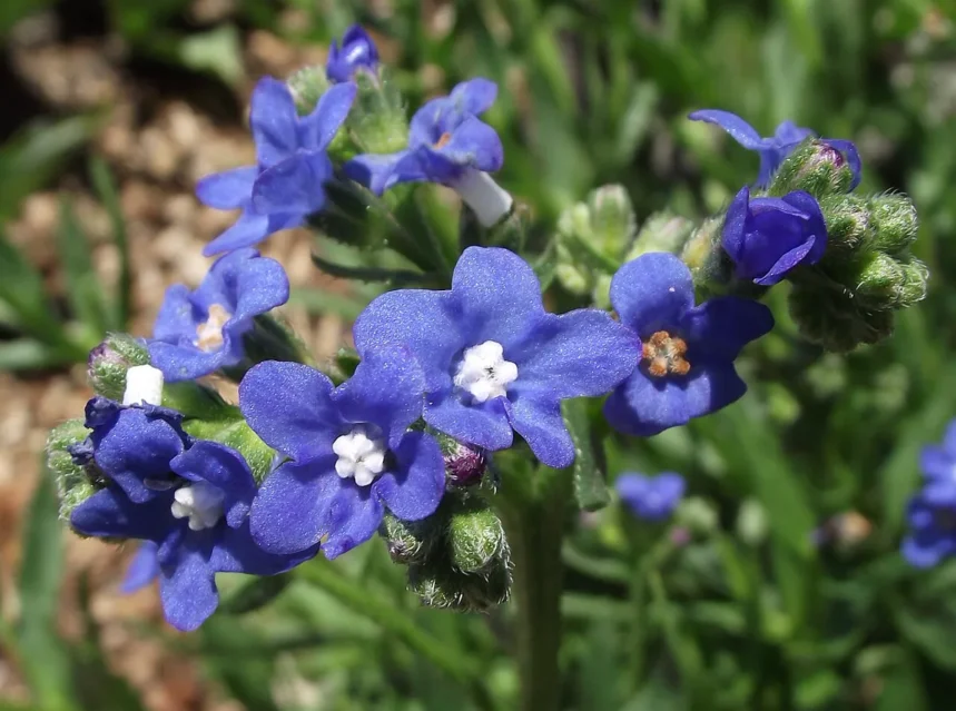 Bright blue Cape forget-me-not flowers with white throats on a hairy stem
