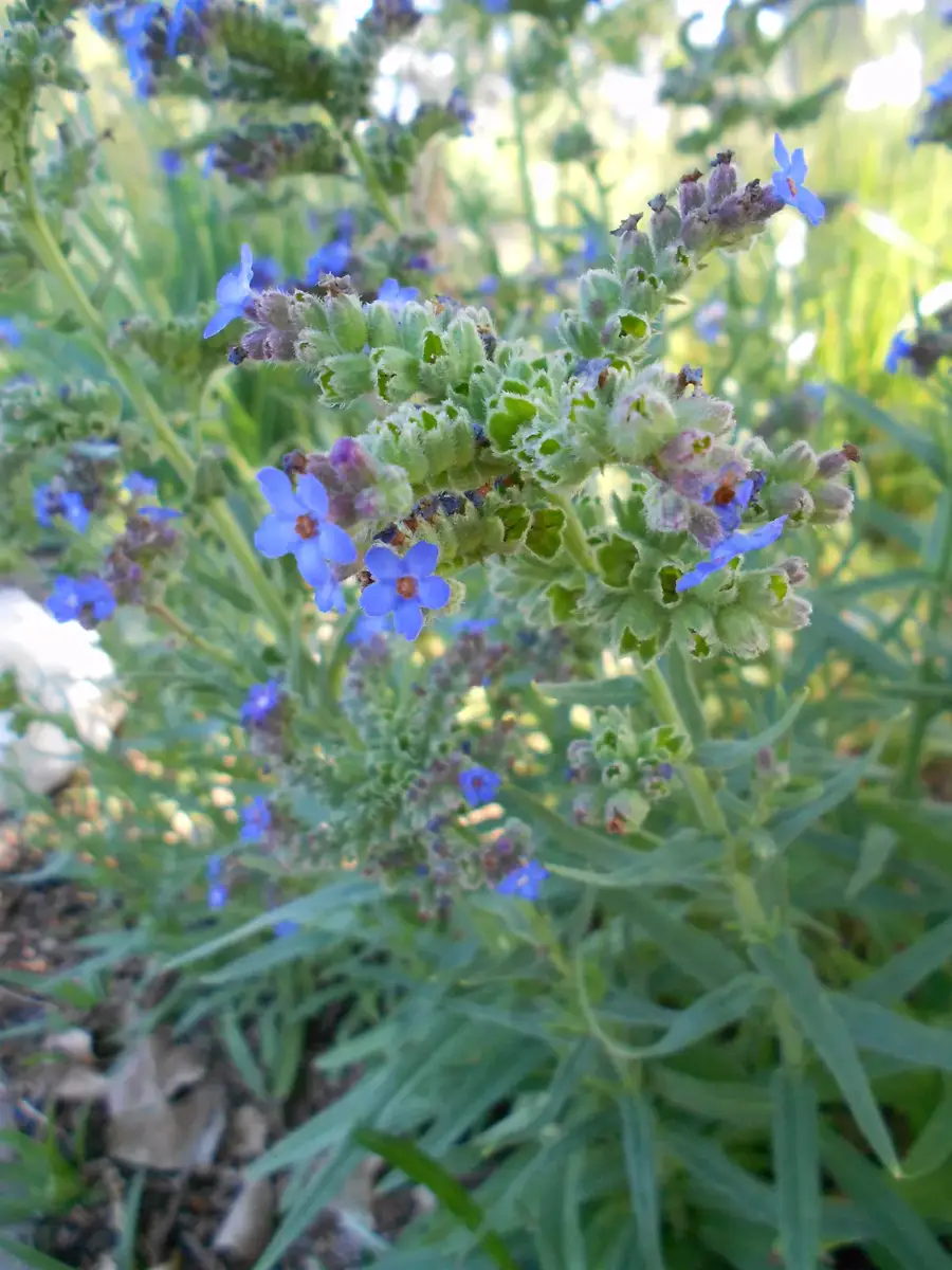Bristly whole-plant habit of Anchusa capensis with coiled flower sprays and narrow leaves