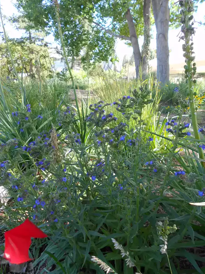 Drift of blue -me-not flowering in a sunny garden bed