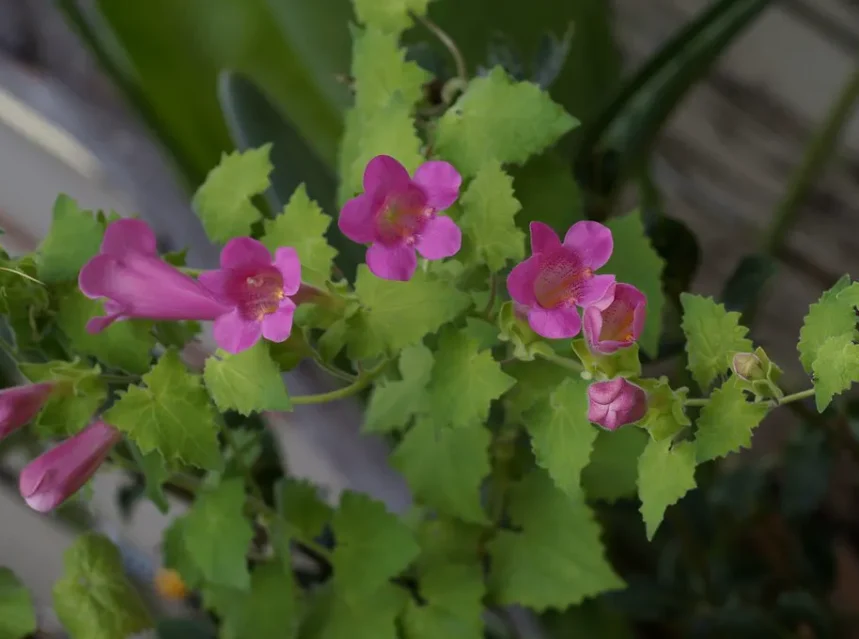 Climbing snapdragon seeds — pink climbing snapdragon trumpets among bright green ivy-shaped leaves