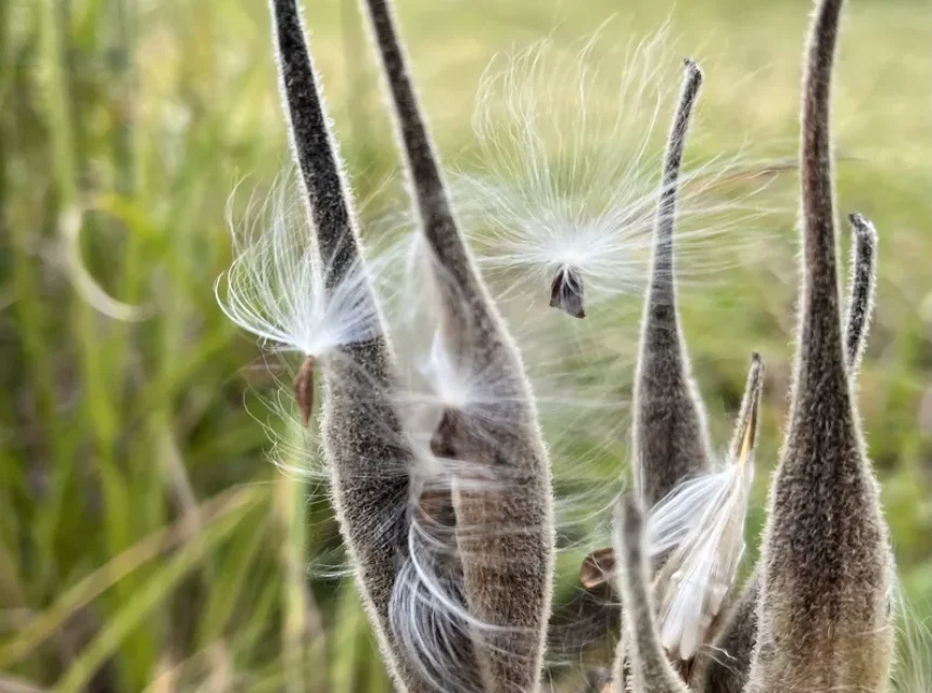 Milkweed seeds — split milkweed pods releasing silky white floss and flat brown seeds