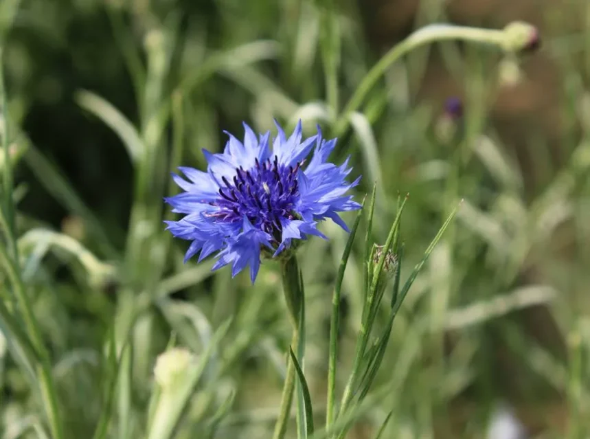 Bachelor button seeds — single blue cornflower bloom among grey-green grassy foliage