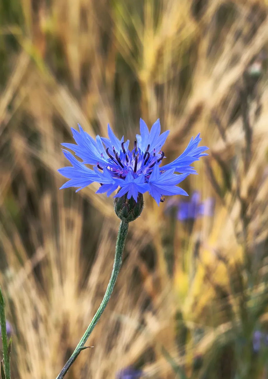blue cornflower blooming among golden grain in a summer field