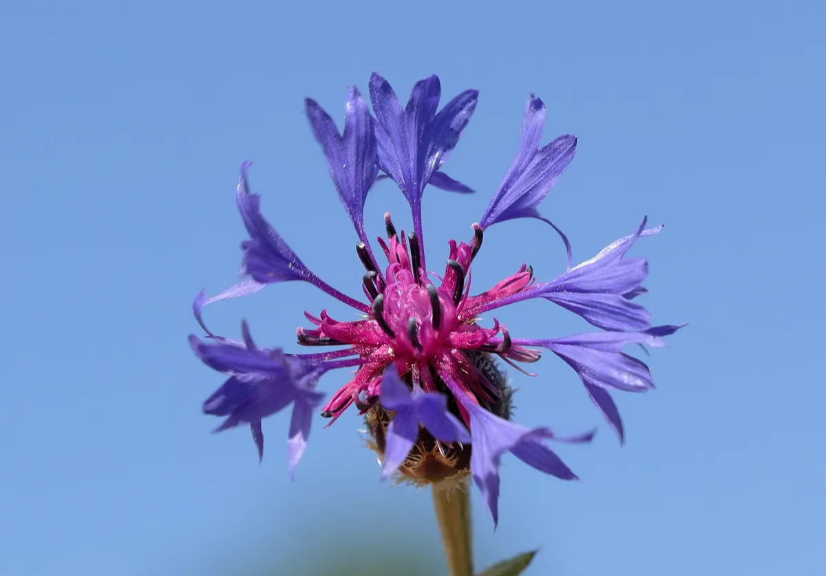 macro of a cornflower showing blue fringed outer florets and pink central disc