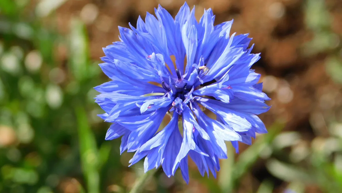 full double blue cornflower bloom in a sunny garden bed