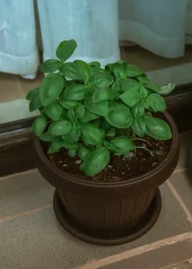 Basil Seeds