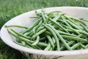 Bean Seeds