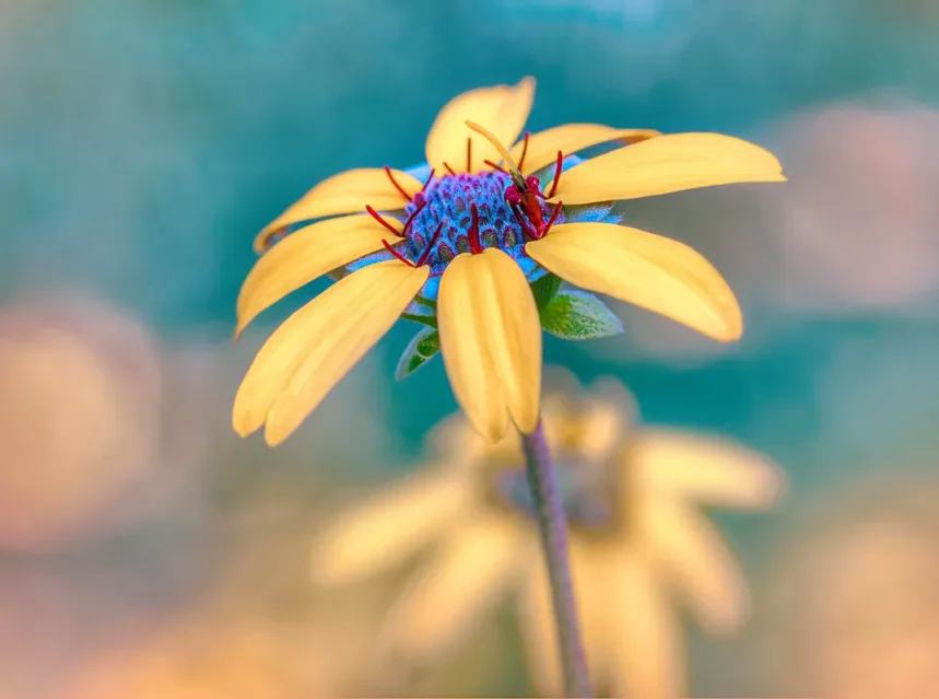 Chocolate daisy seeds — yellow chocolate daisy petals around a maroon and blue central disc