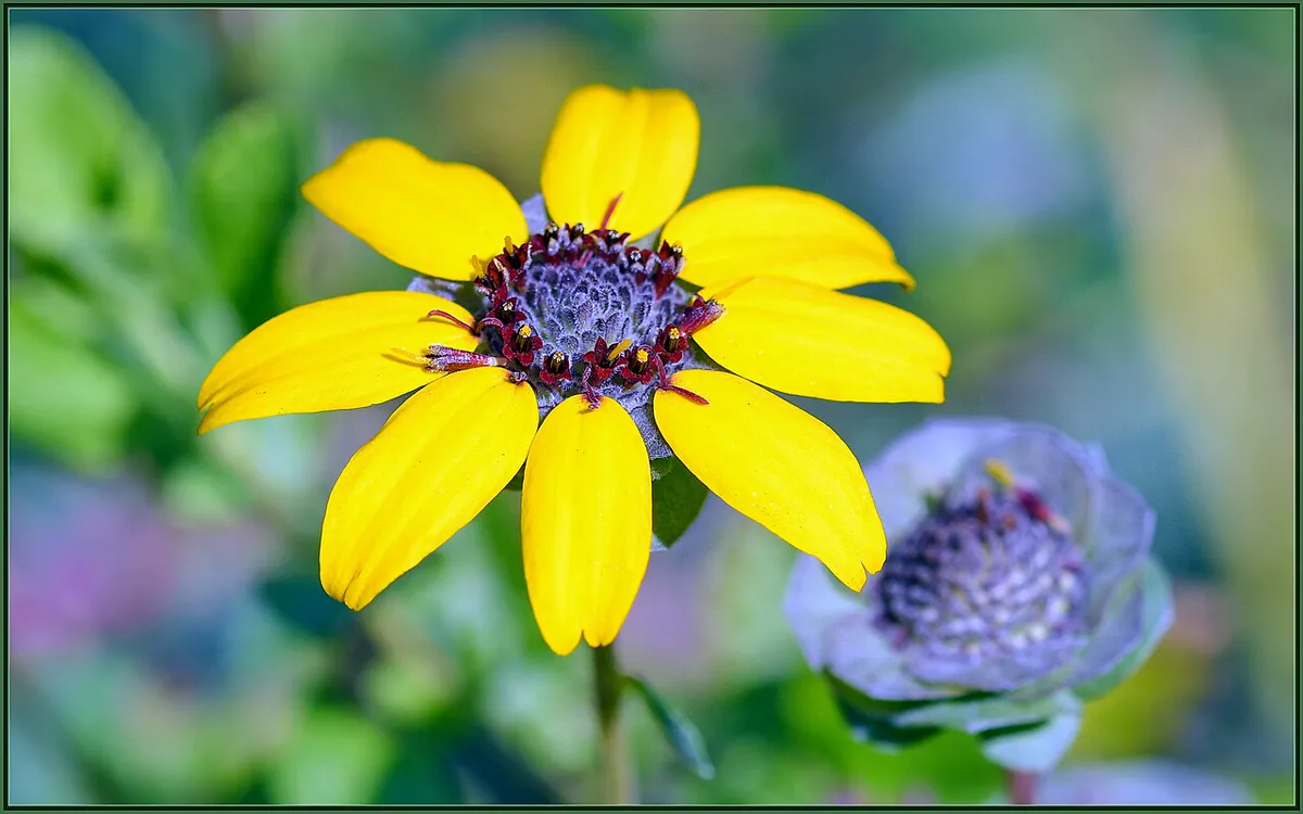 yellow chocolate daisy bloom with dark red disc florets beside a round green-eye seed head