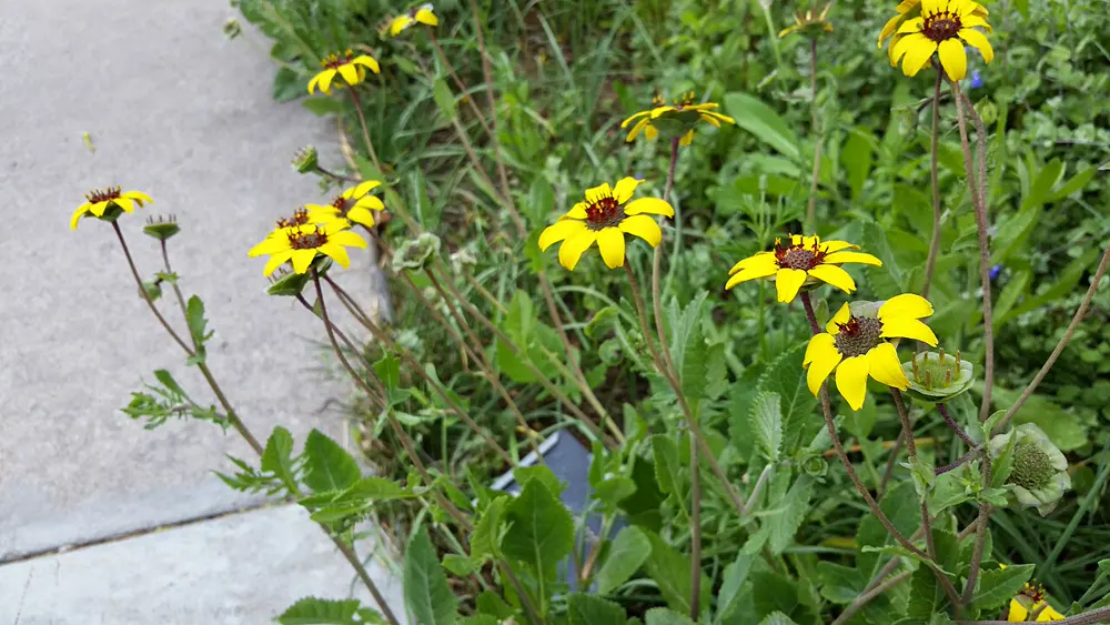 clump of Berlandiera lyrata growing beside a path with several yellow daisy flowers