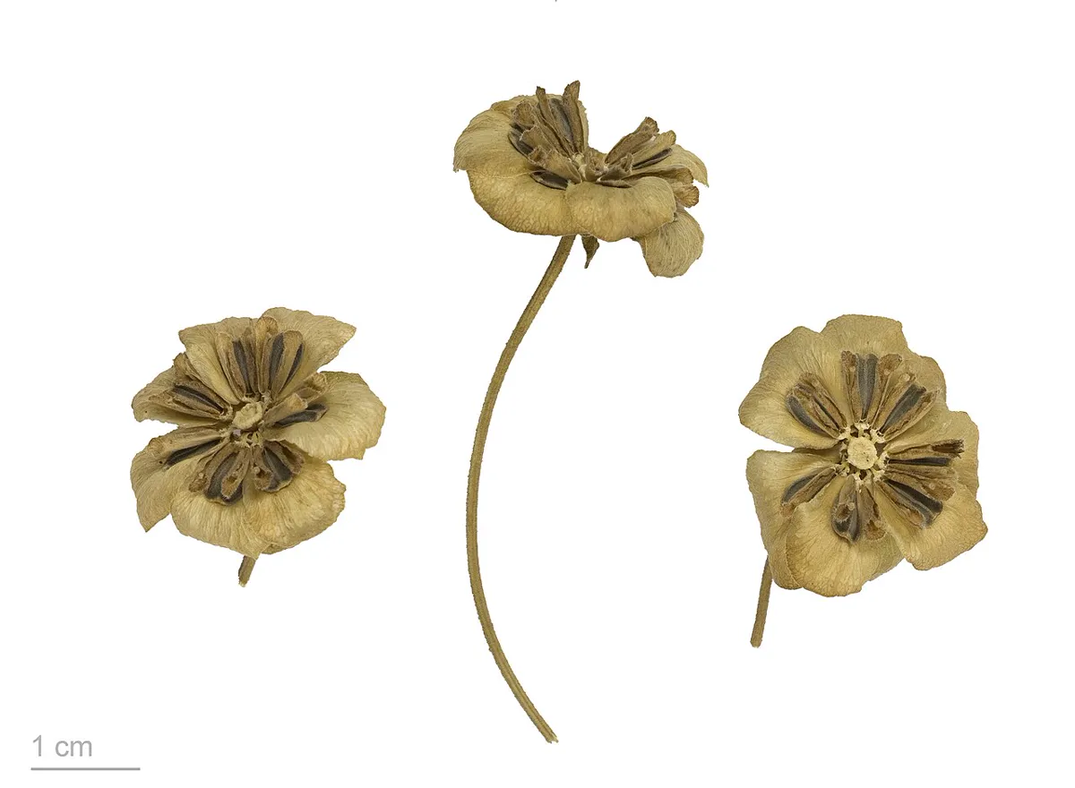 dried green-eye seed heads of chocolate daisy shown with a one-centimetre scale bar