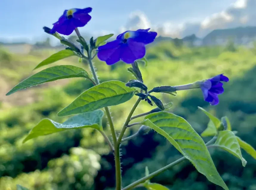 Violet-blue amethyst flowers with yellow eyes on a leafy stem against blue sky