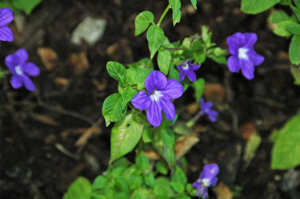 a bush violet plant flowering with violet-blue star blooms in a shady garden bed