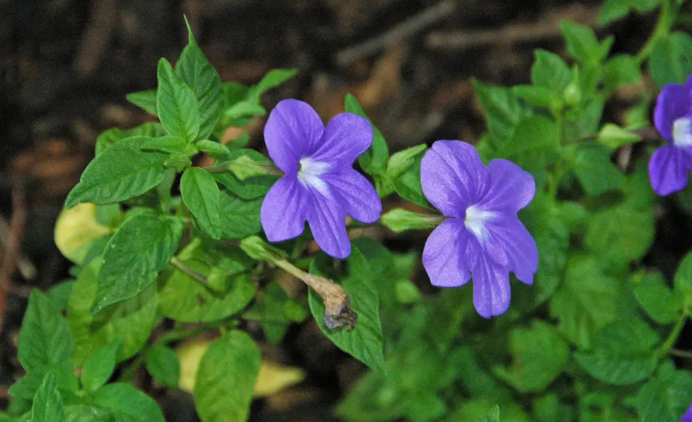close-up of two five-lobed violet bush violet flowers each with a clean white centre