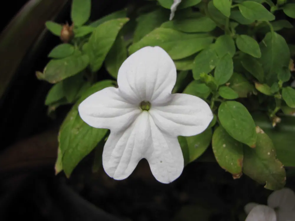 a white-flowered bush violet blooming in a shaded container