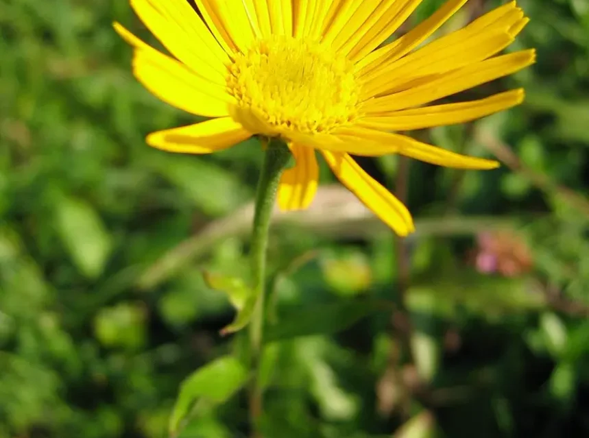 Buphthalmum yellow ox-eye seeds — single yellow ox-eye daisy with narrow rays on a slender leafy stem