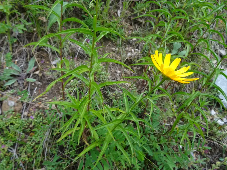a single golden yellow ox-eye daisy above narrow willow-like leaves