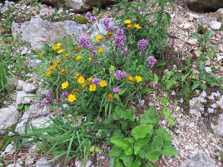 yellow ox-eye daisies flowering with wild oregano among limestone rocks