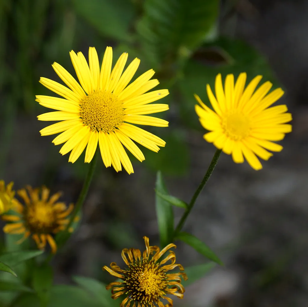 close-up of two bright golden ox-eye daisy flowers with rayed petals