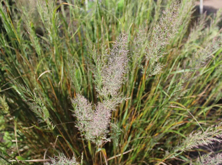 Korean feather reed grass seeds — pink-tinged Korean feather reed grass plumes rising from an upright clump