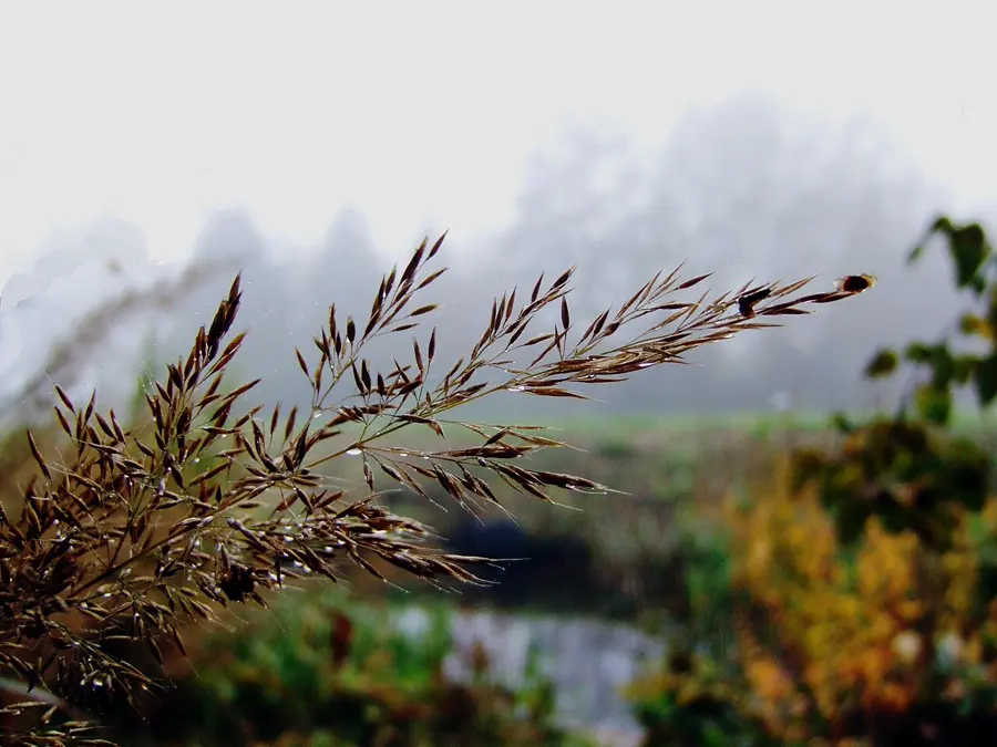 an arching autumn seed head of diamond grass beaded with dew against a misty background