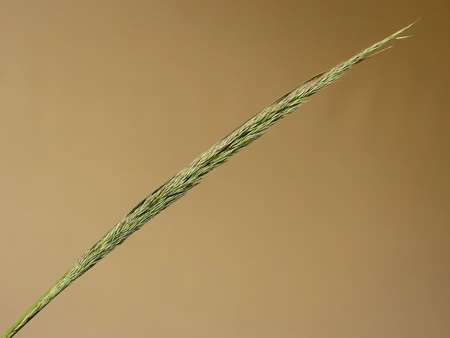 a single developing flowering spike of feather reed grass tinged green and pink on a plain tan background