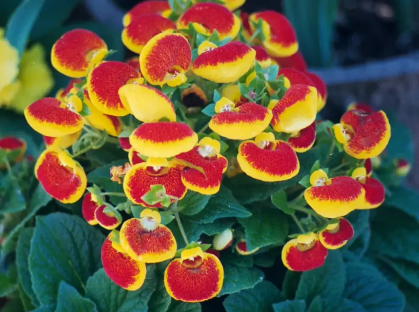 Cluster of red and yellow pouched slipper flowers above soft green leaves