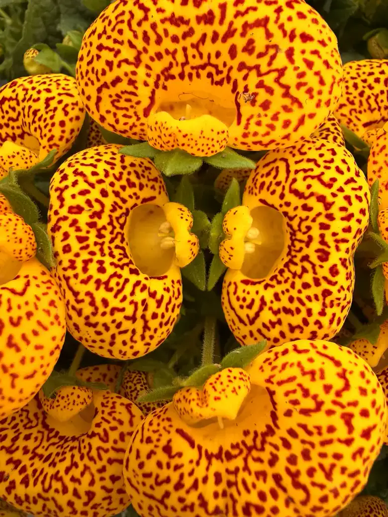 Cluster of golden-yellow pouched slipper flowers heavily speckled with deep red dots