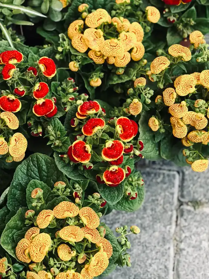 Potted plants mixing bright red and spotted yellow pouch blooms above green foliage