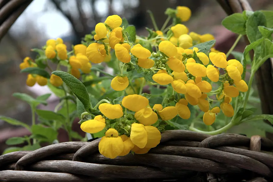 pure yellow bush slipperwort blooms spilling over a woven basket in a garden