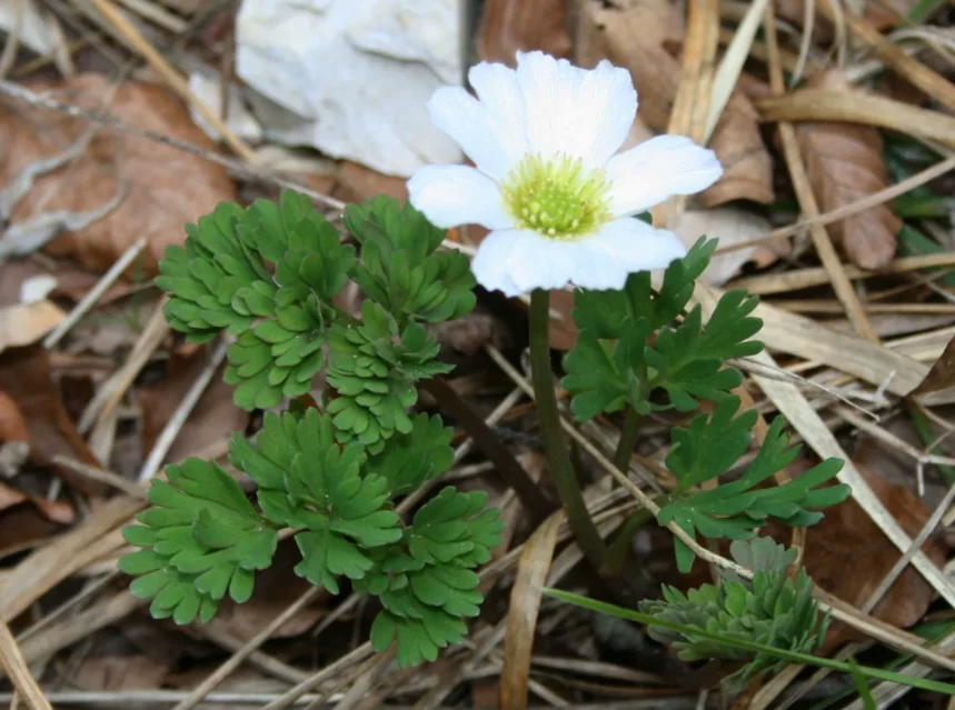 Callianthemum anemonoides seeds — white Callianthemum anemonoides flower with a yellow centre above finely cut leaves