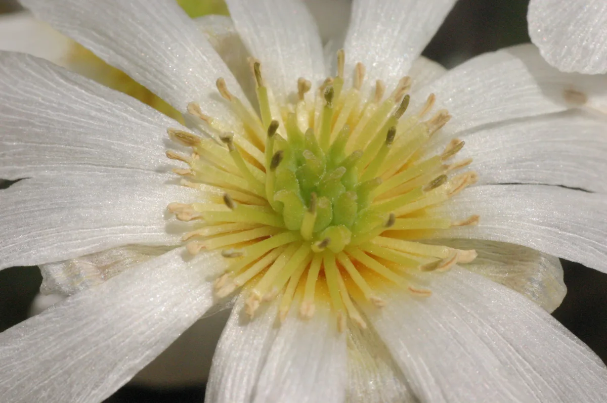Macro close-up of a Callianthemum anemonoides flower centre with gold stamens and white petals