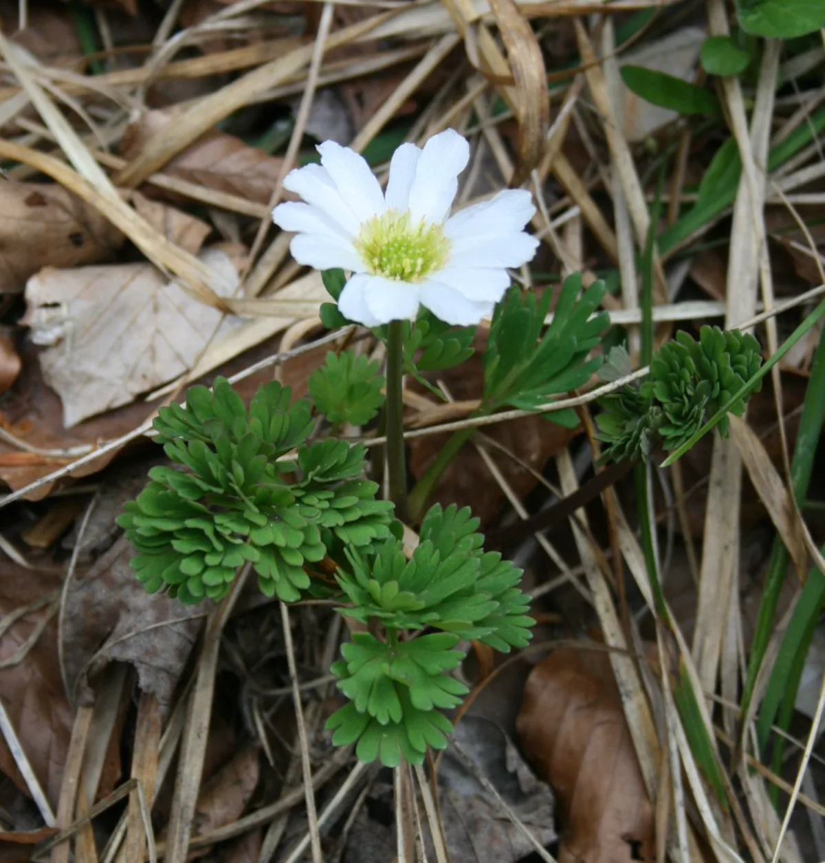 Whole Callianthemum anemonoides plant in flower among limestone scree and alpine debris