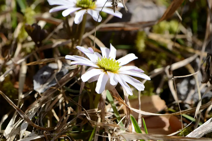 Two pink-tinged white Callianthemum anemonoides flowers blooming in a sunny alpine meadow