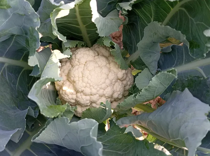 Cauliflower seeds — white cauliflower curd nestled in wrapping blue-green leaves in the garden