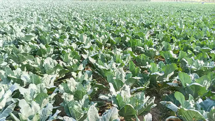 a field of leafy cauliflower plants growing in rows