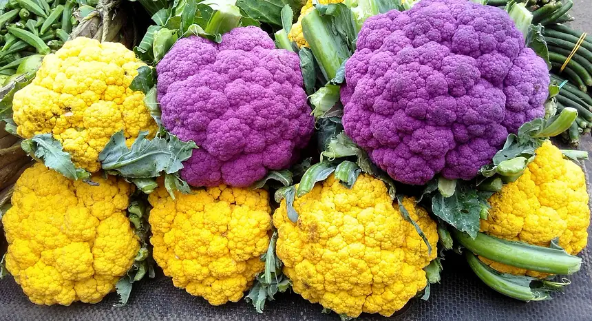 harvested orange, yellow and purple cauliflower heads showing colourful varieties