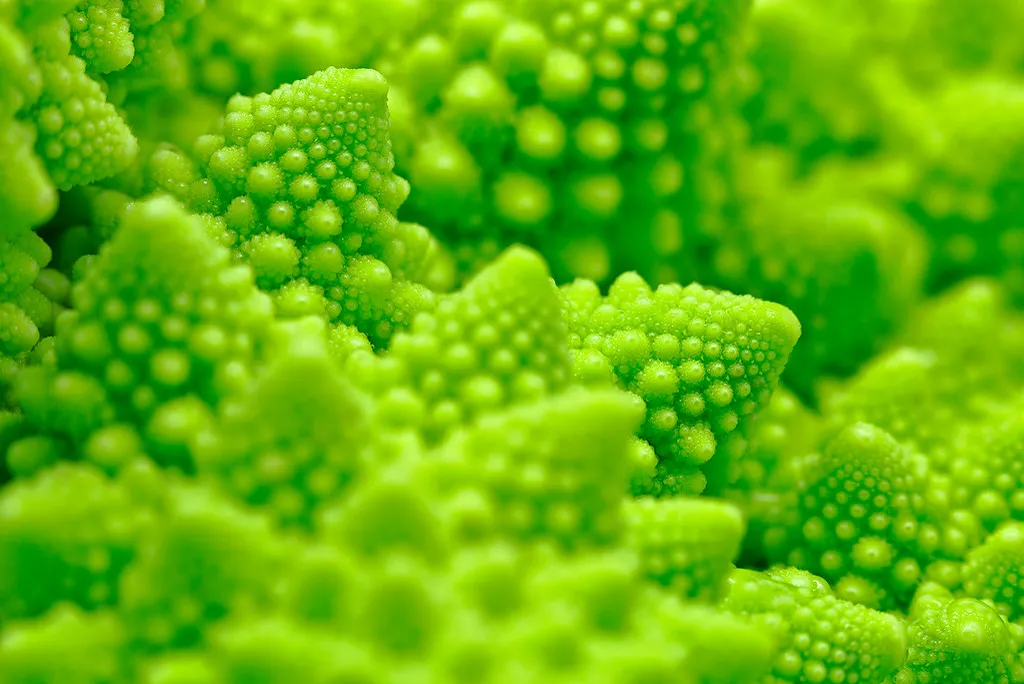 a close-up of the spiralled lime-green heads of romanesco cauliflower