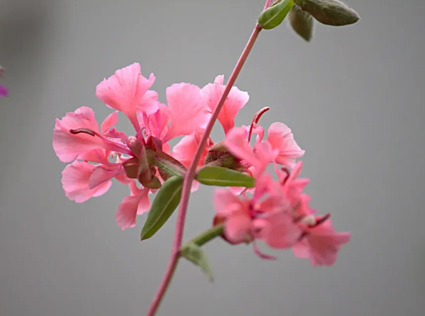 Best clarkia seeds — sprays of pink fringed clarkia flowers on an arching stem