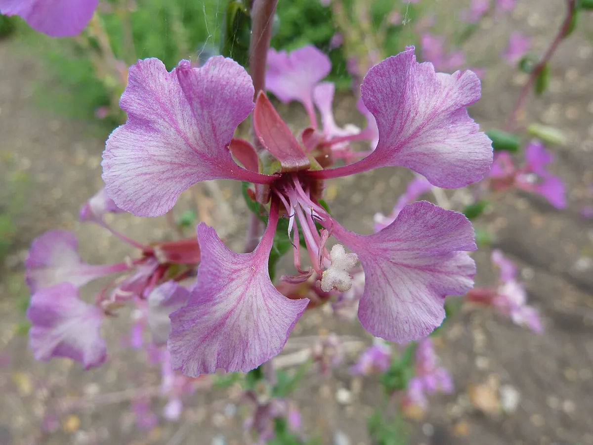 double pink clarkia bloom with frilly lobed petals on a tall flowering stem