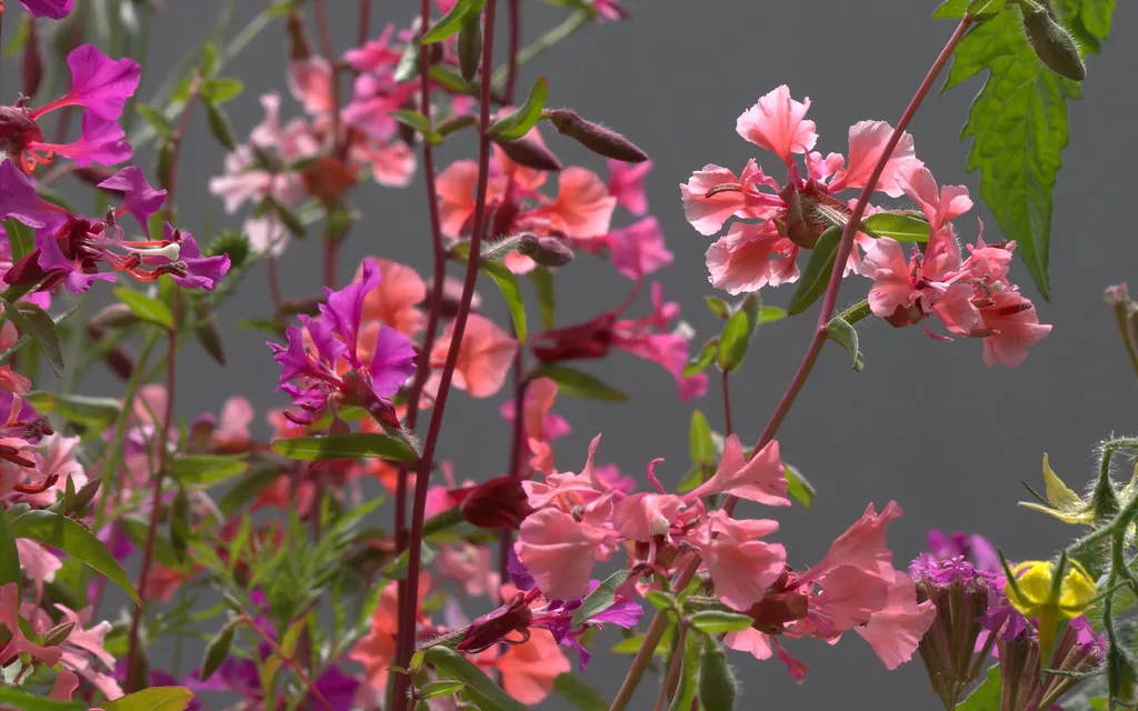 a mass of mountain garland blooms in pink, salmon and magenta on wand-like stems