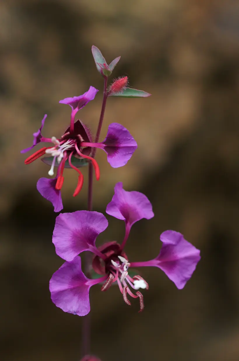 a wild purple clarkia with fan-shaped clawed petals and red stamens on a slender stem