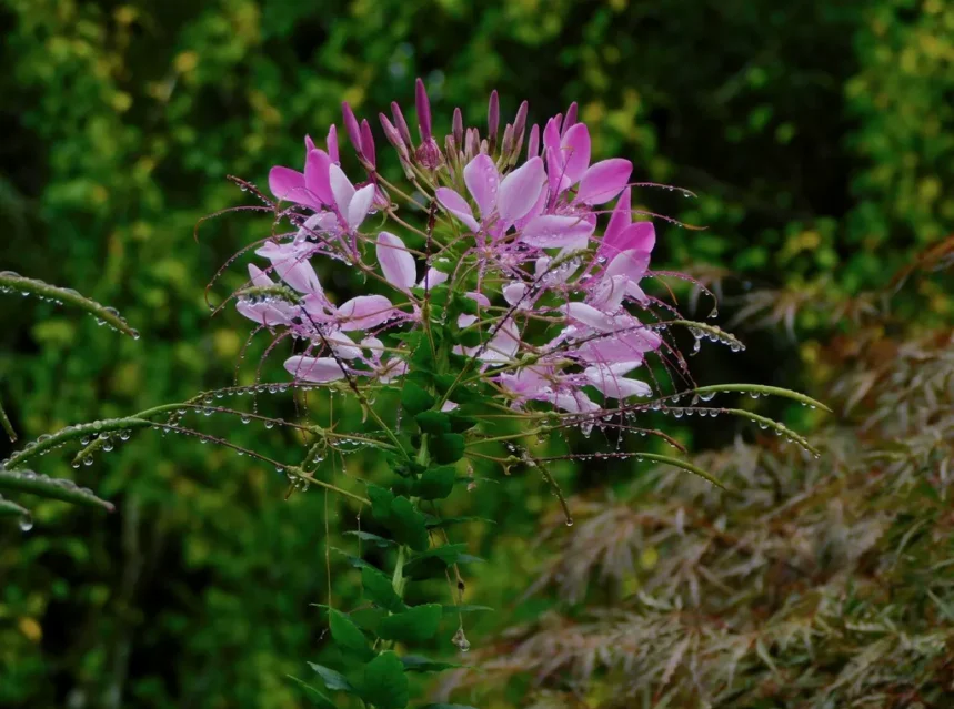 Best cleome seeds — pink cleome spider flower head with long stamens beaded with rain